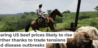 The U.S.-Mexico beef market has taken a massive hit from the screwworm parasite, which has spread from Mexico to Texas and New Mexico. AP Photo/Isabel Mateos, file